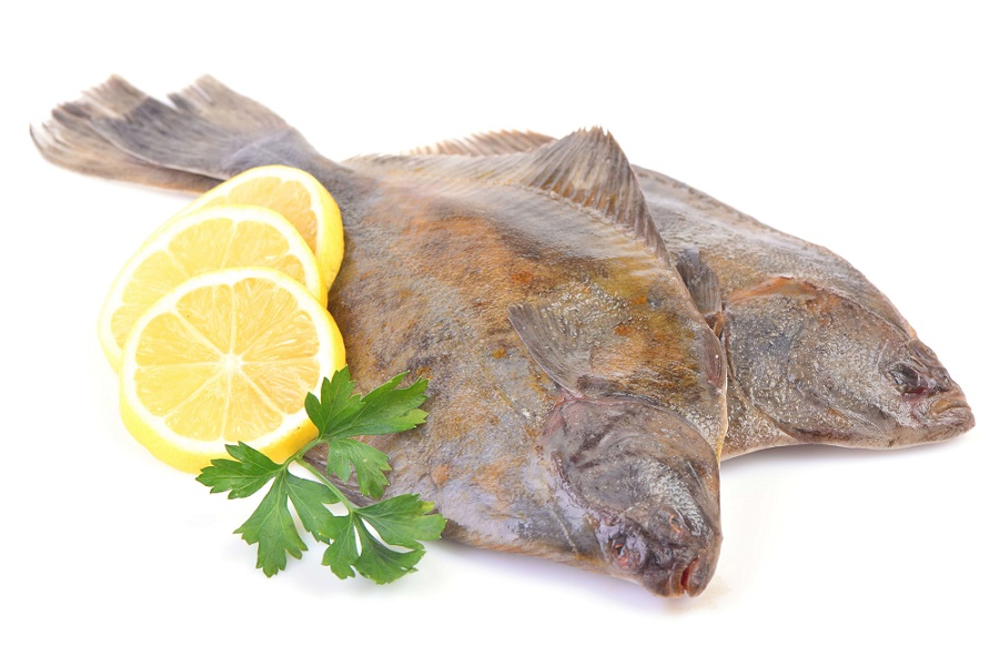 INDIAN HALIBUT / AYIRAM PALLI / ആയിരം പല്ലി