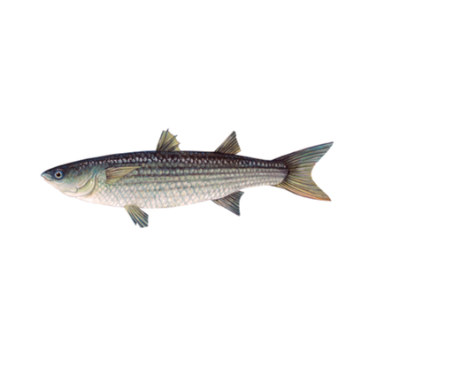 [720] SILVER MULLET / മാലാൻ (M)