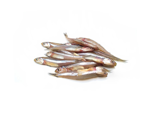 [610] ANCHOVY / NETHOLI നെത്തോലി (L)