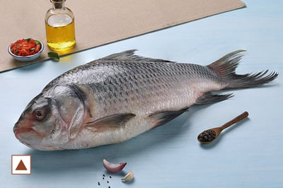 [623] ASIAN CARP / CATLA /കട്‍ല (L)
