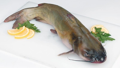 [644] CATFISH / ETTAKOORI / ഏട്ട കൂരി (L) 