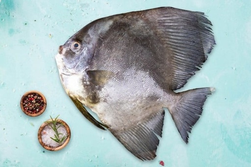 [655] FALSE POMFRET / Bheeman Avoli / ഭീമൻ ആവോലി
