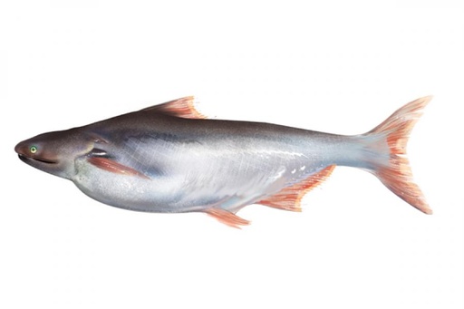[660] FRESH INDIAN BAASA / PANGASIUS / കൂരി