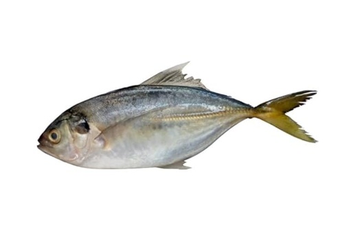 [697] SHRIMP SCAD / VATTA PAARA / വറ്റ പാറ (M)